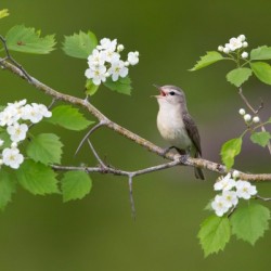 hawthorn 